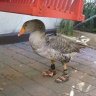 Duck :)